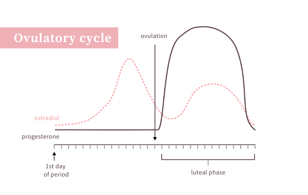 ovulatory cycle.jpg